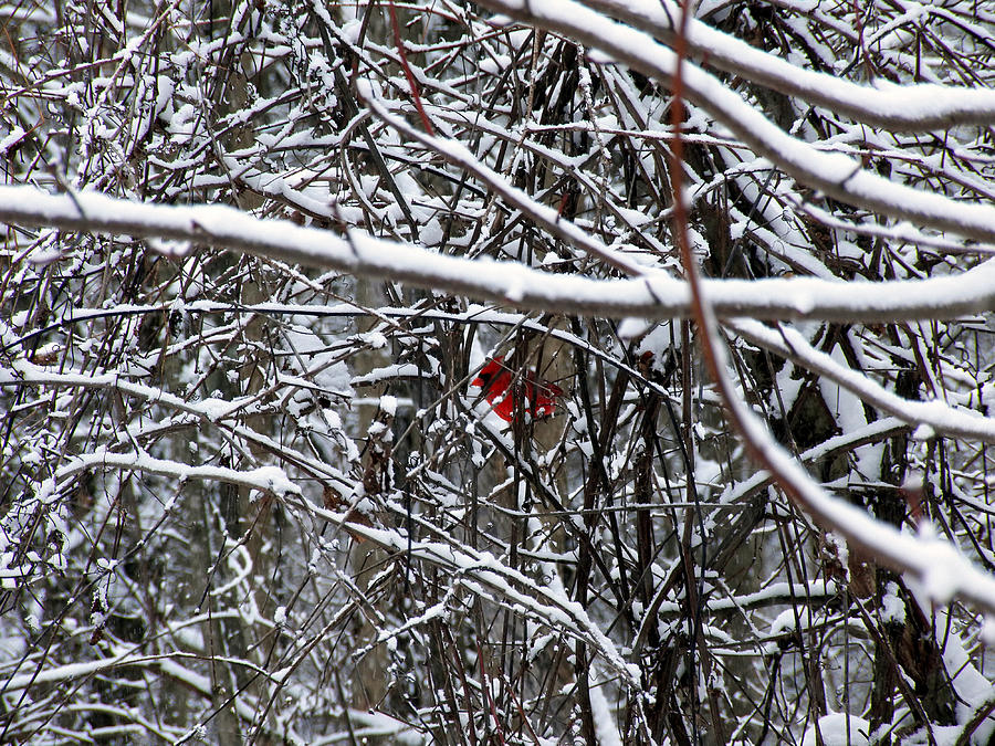 Cardinal and Snowy Branches Photograph by Corinne Elizabeth Cowherd