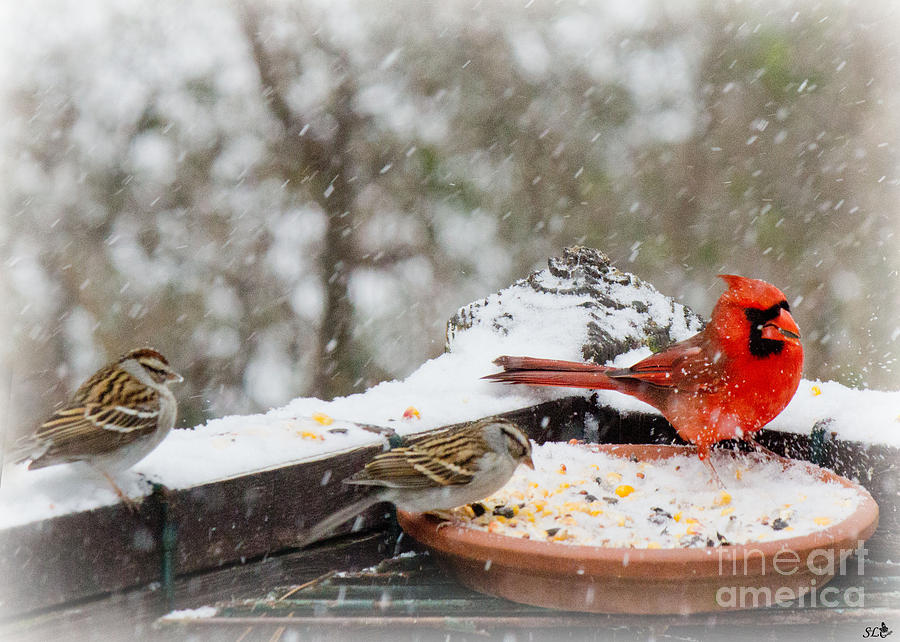 Cardinal  and Sparrows in  the Snow Photograph by Sandra Clark