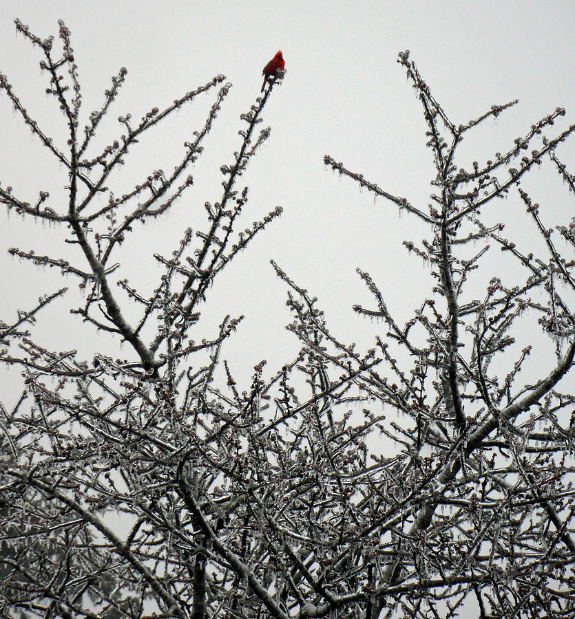 Cardinal and The Frost Photograph by Cyryn Fyrcyd