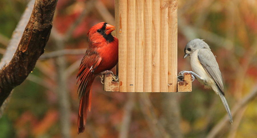 Cardinal and Tufted Titmouse Photograph by Ellen Ryan - Fine Art America