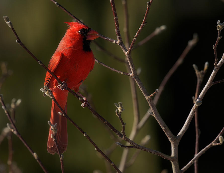 Bird Digital Art - Cardinal by Angel Cher