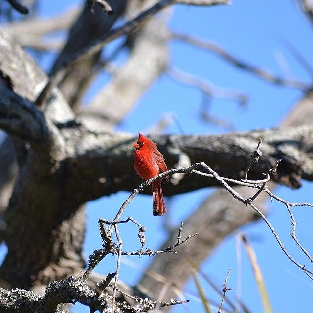 Cardinal At Botany Bay! Photograph by Jonathan Jackson