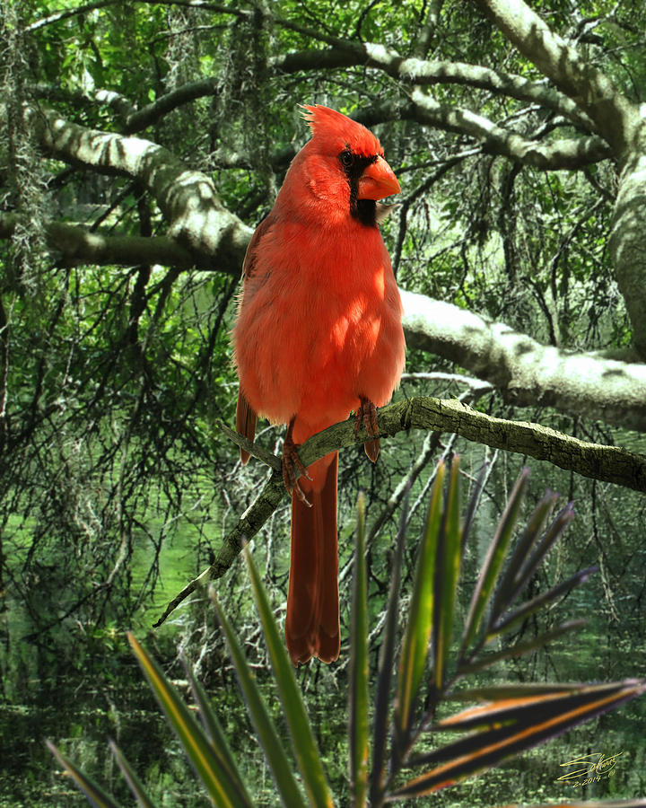 Cardinal at Brooker Creek Photograph by M Spadecaller