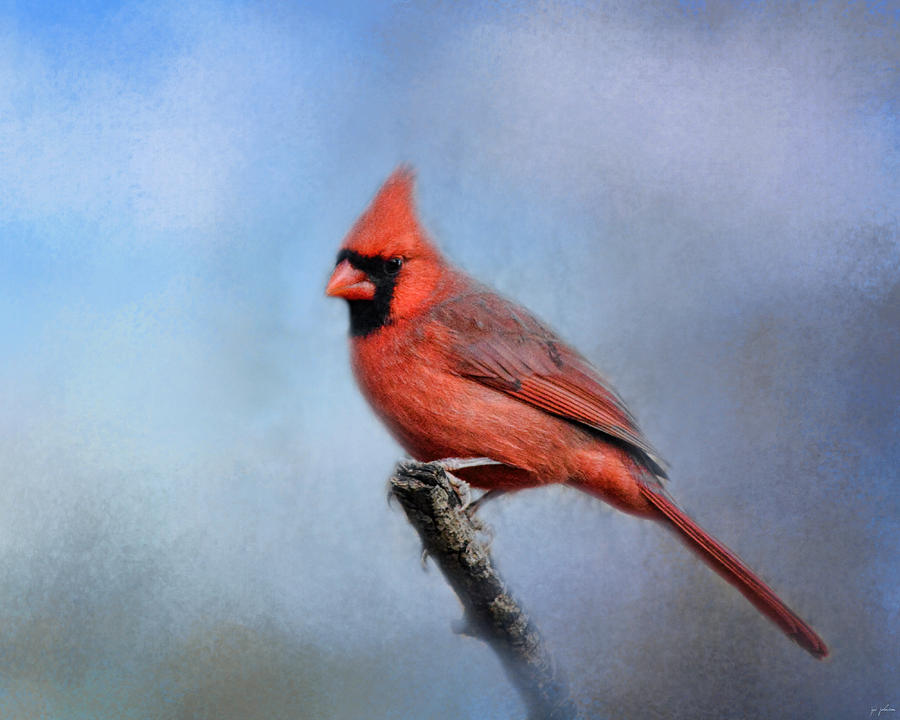 Cardinal At First Frost Photograph by Jai Johnson