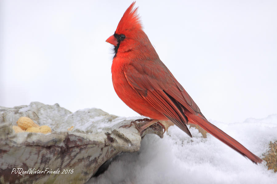 Cardinal at Peanut Bar Photograph by PJQandFriends Photography