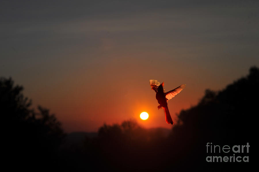 Cardinal at sunset Photograph by Dan Friend