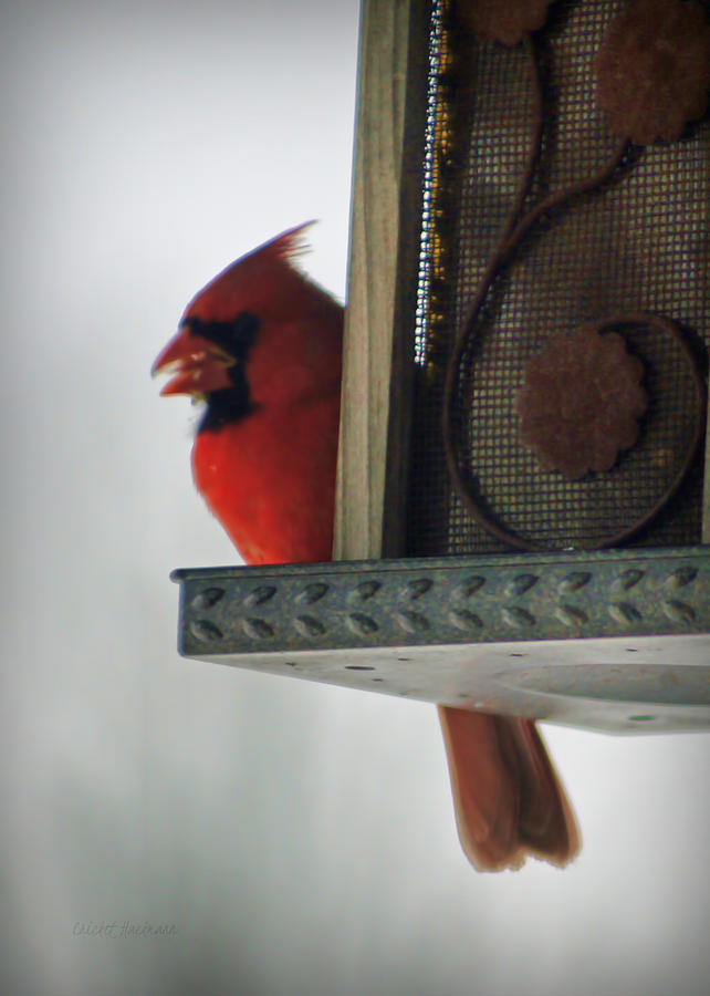Cardinal at the Feeder Photograph by Cricket Hackmann