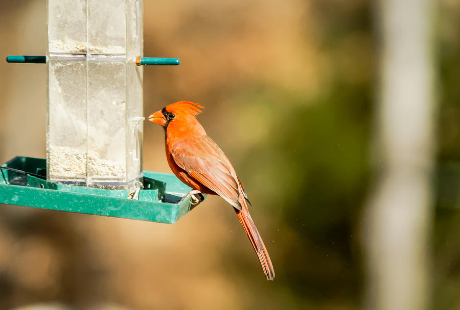 Cardinal Bird at Bird-Feeder Photograph by Alex Grichenko