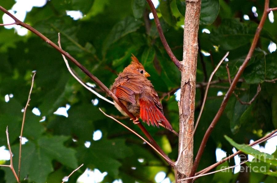 Cardinal Bird Baby Photograph by Peggy Franz