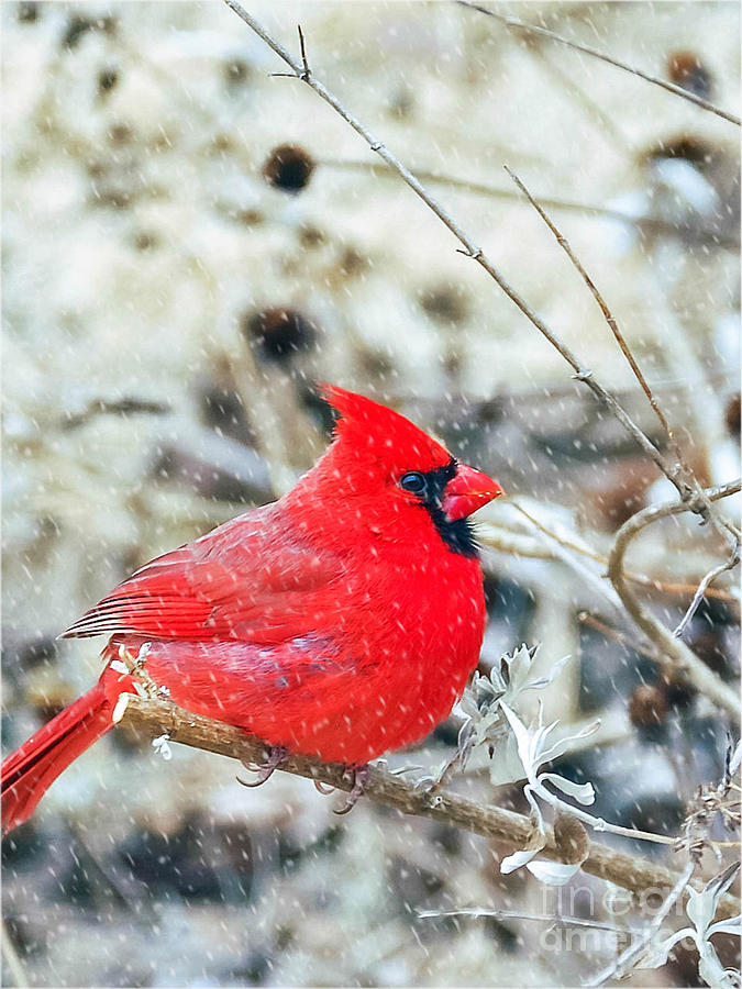 Cardinal Bird Christmas Card Photograph