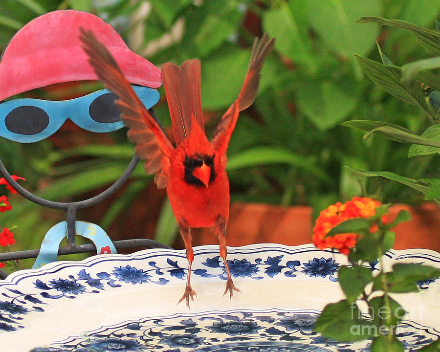 Cardinal Bird Dancing for Dinner Photograph by Luana K Perez