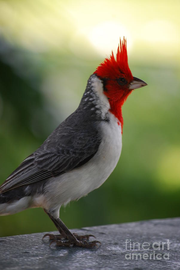 Cardinal Bird Photograph by DejaVu Designs