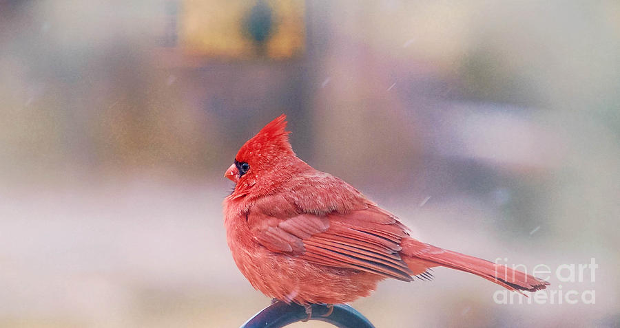 Cardinal Bird  Photograph by Peggy Franz