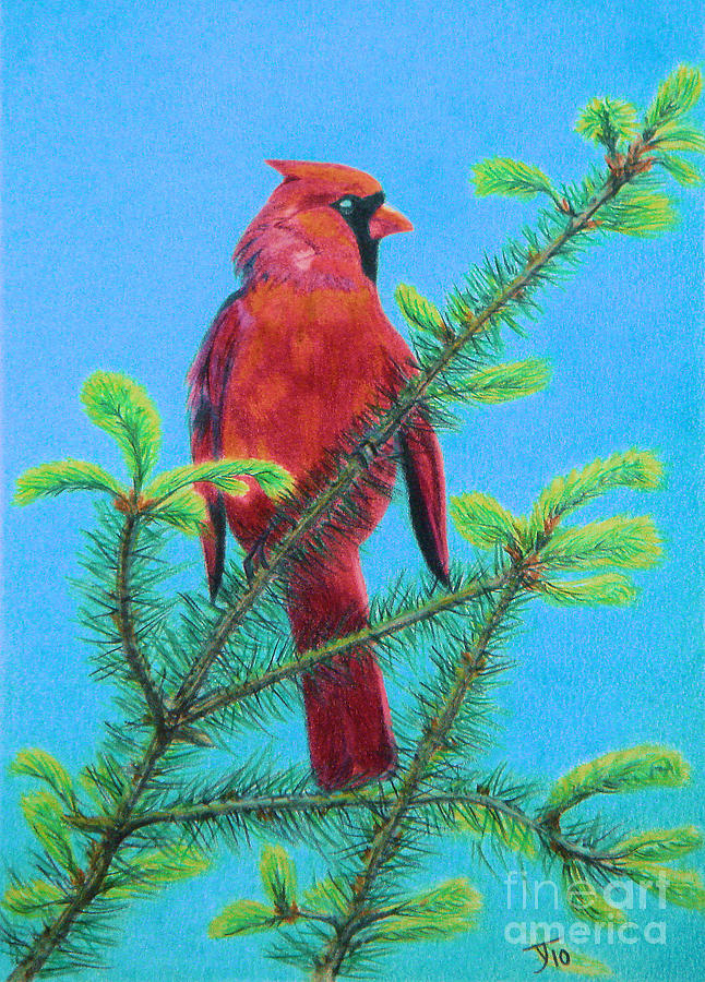 Cardinal Bird Drawing by Yvonne Johnstone