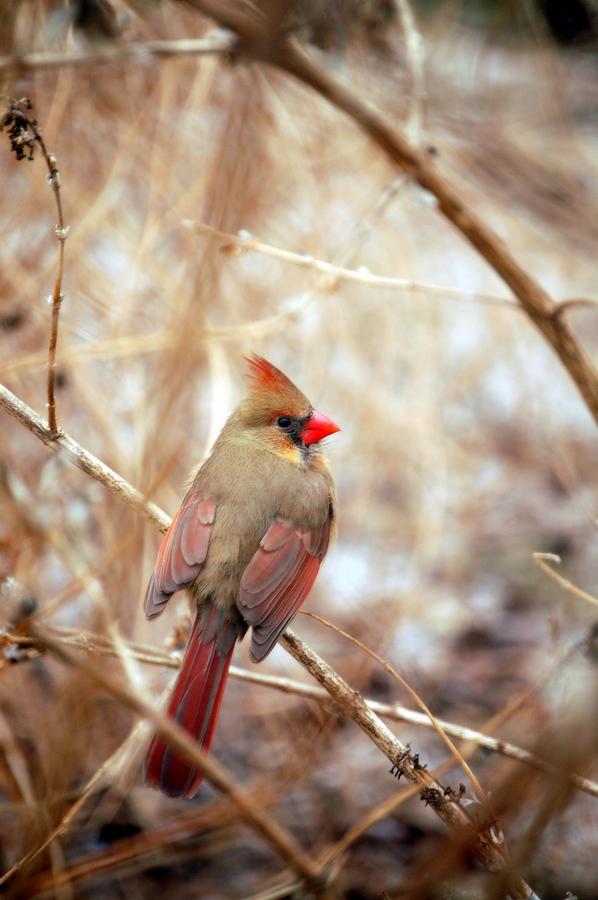 Cardinal Birds Female Photograph by Peggy Franz