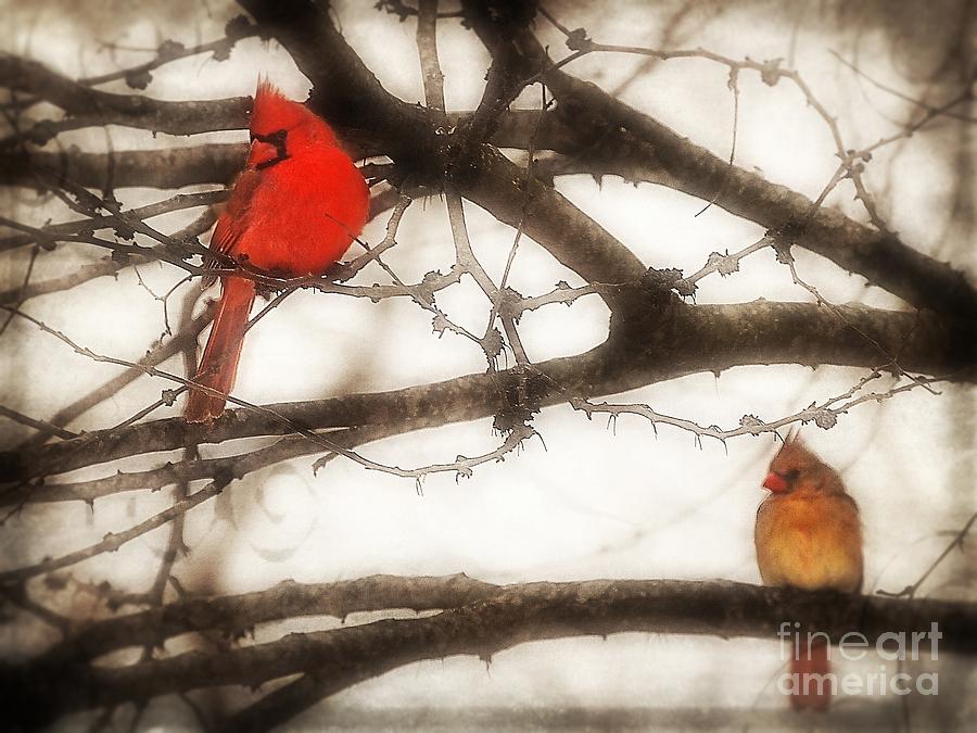 Cardinal Birds  Photograph by Peggy Franz