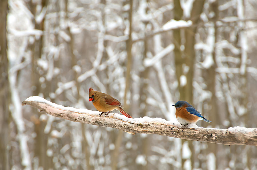 Cardinal Bluebird and Snow Limb Photograph by Randall Branham