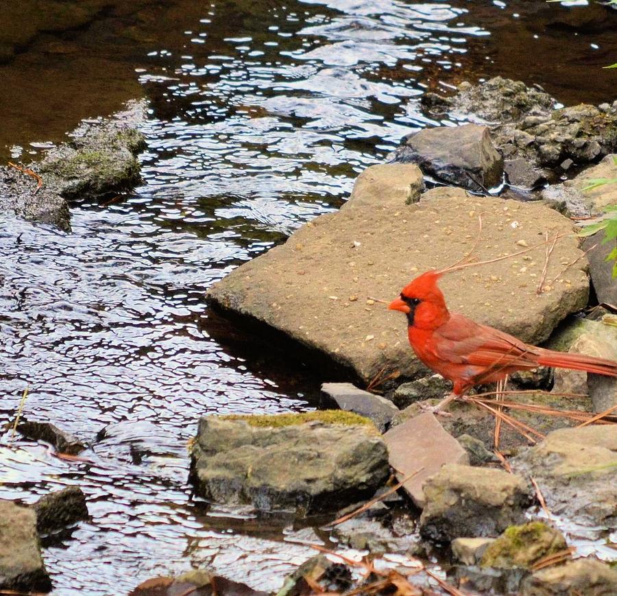 Cardinal By the Creek Photograph by Maria Urso