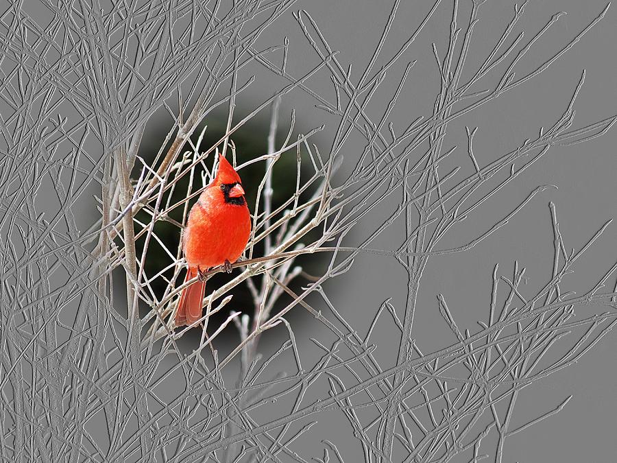 Cardinal Photograph - Cardinal Card by MTBobbins Photography