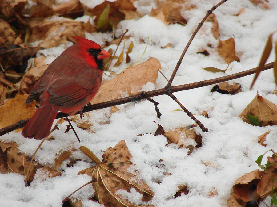 Cardinal Photograph by Carl Moore