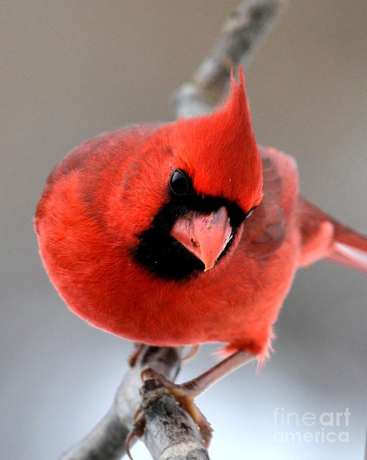 Bird Photograph - Cardinal by Charles Trinkle