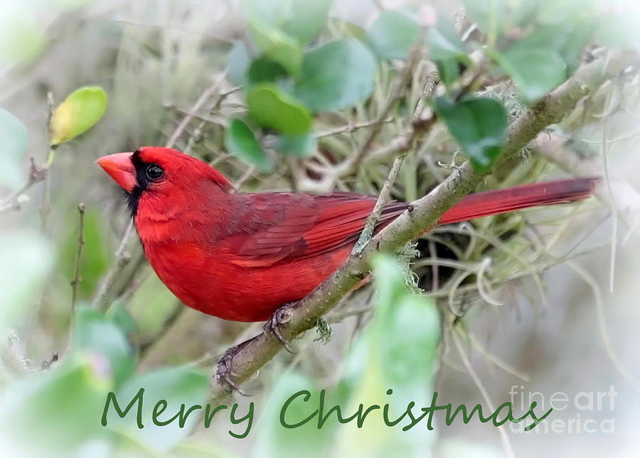 Cardinal Christmas Card Photograph by Carol Groenen