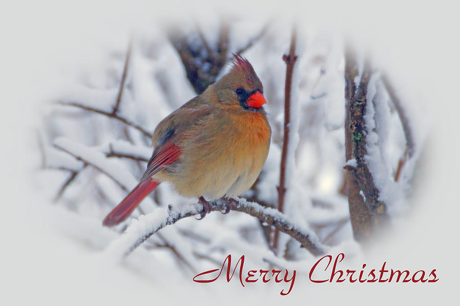 Cardinal Christmas  Photograph by Sandy Keeton