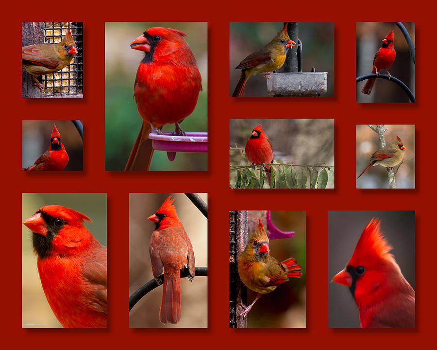 Cardinal Collage Photograph by Robert L Jackson