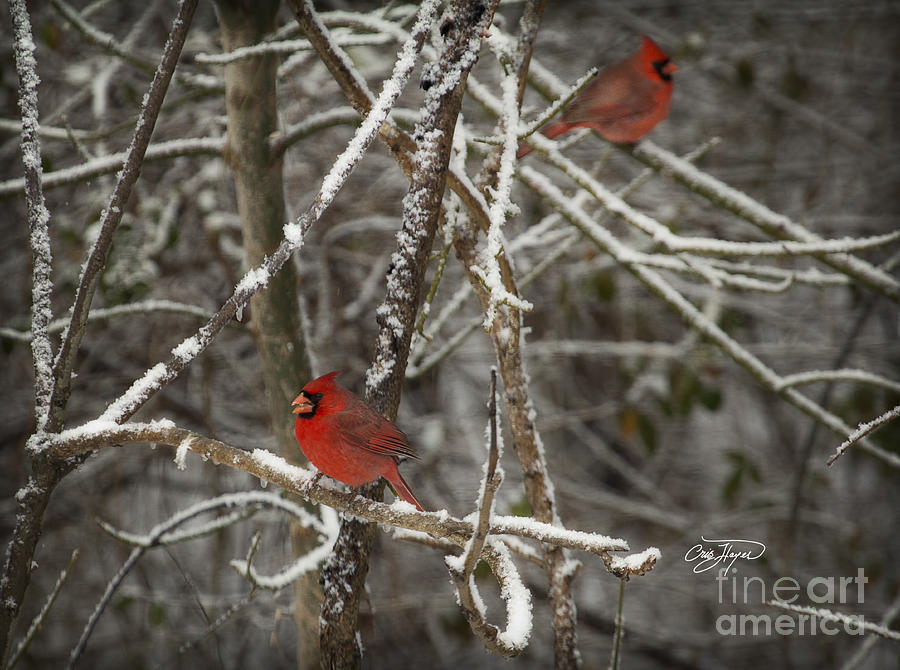 Bird Photograph - Cardinal Color Blast by Cris Hayes