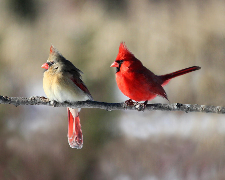 Cardinal Couple Photograph by Brook Burling