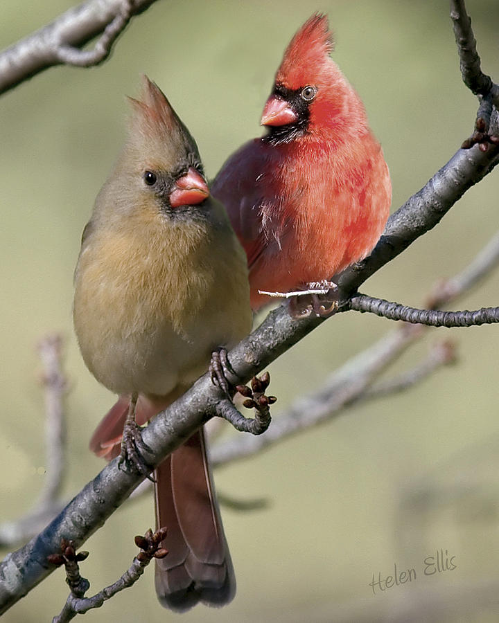 Cardinal Couple Photograph By Helen Ellis