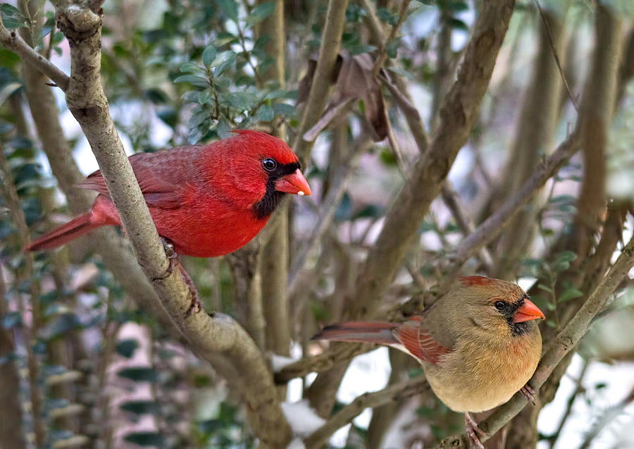 Cardinal Couple Photograph by Jemmy Archer