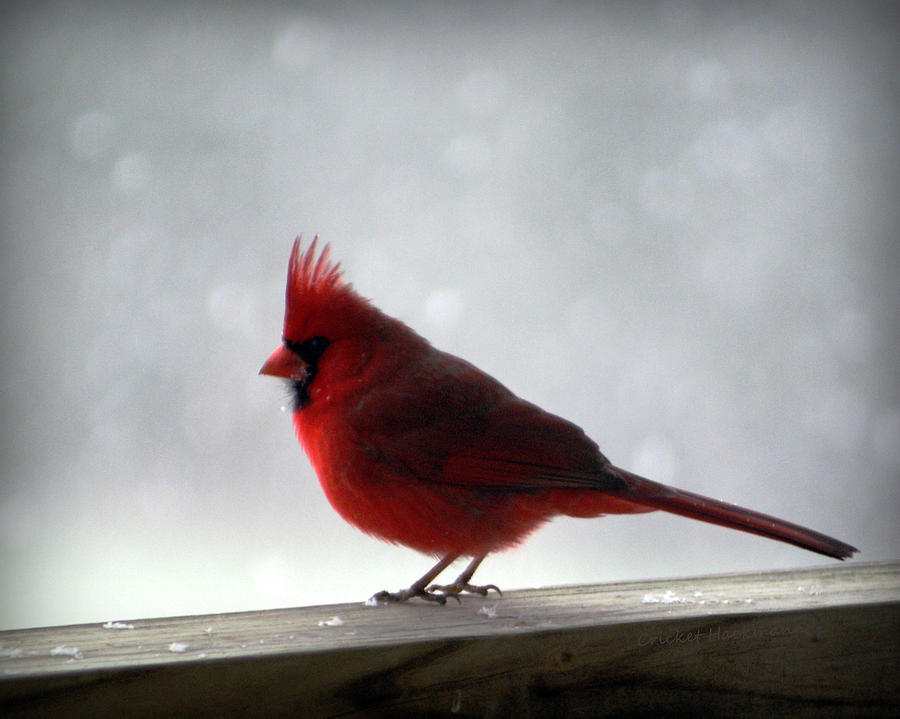 Cardinal Photograph - Cardinal by Cricket Hackmann