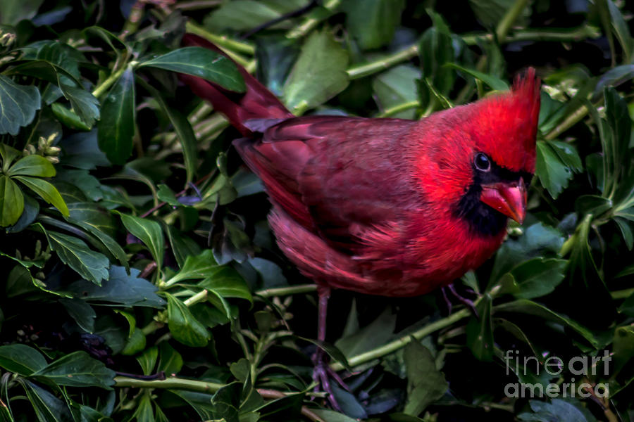 Cardinal Photograph by David Rucker