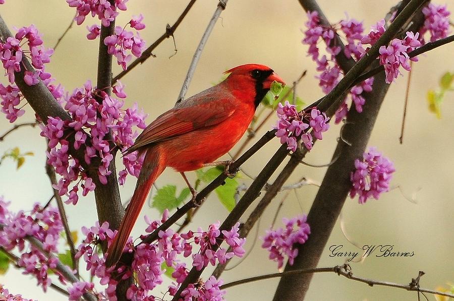 Cardinal Eating Photograph by Garry Barnes - Fine Art America