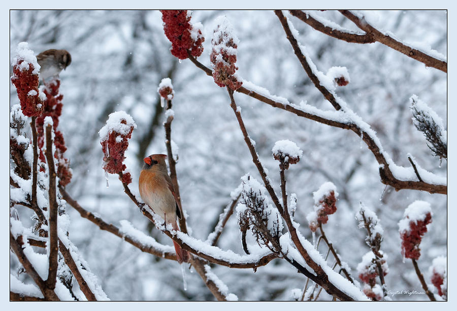 Cardinal in the Snow Photograph by Crystal Wightman