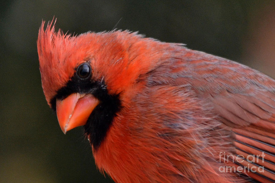 Cardinal Face Photograph by Merrilyn Parry - Fine Art America