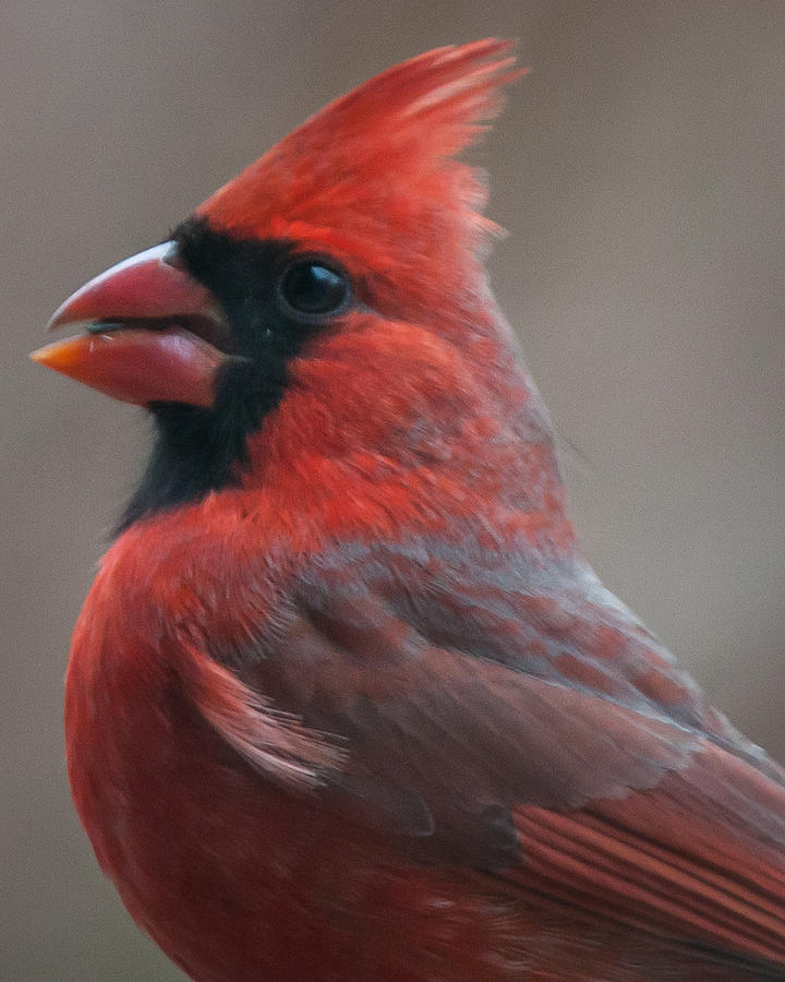 Cardinal Face Photograph by William Krumpelman - Fine Art America