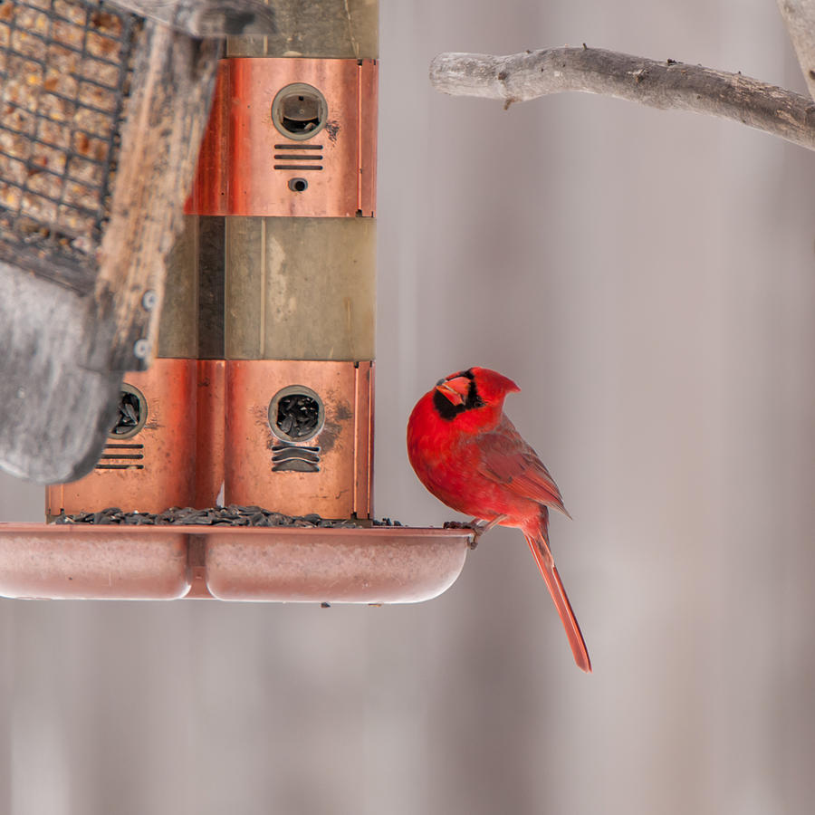 Cardinal Photograph - Cardinal Feeding by Guy Whiteley