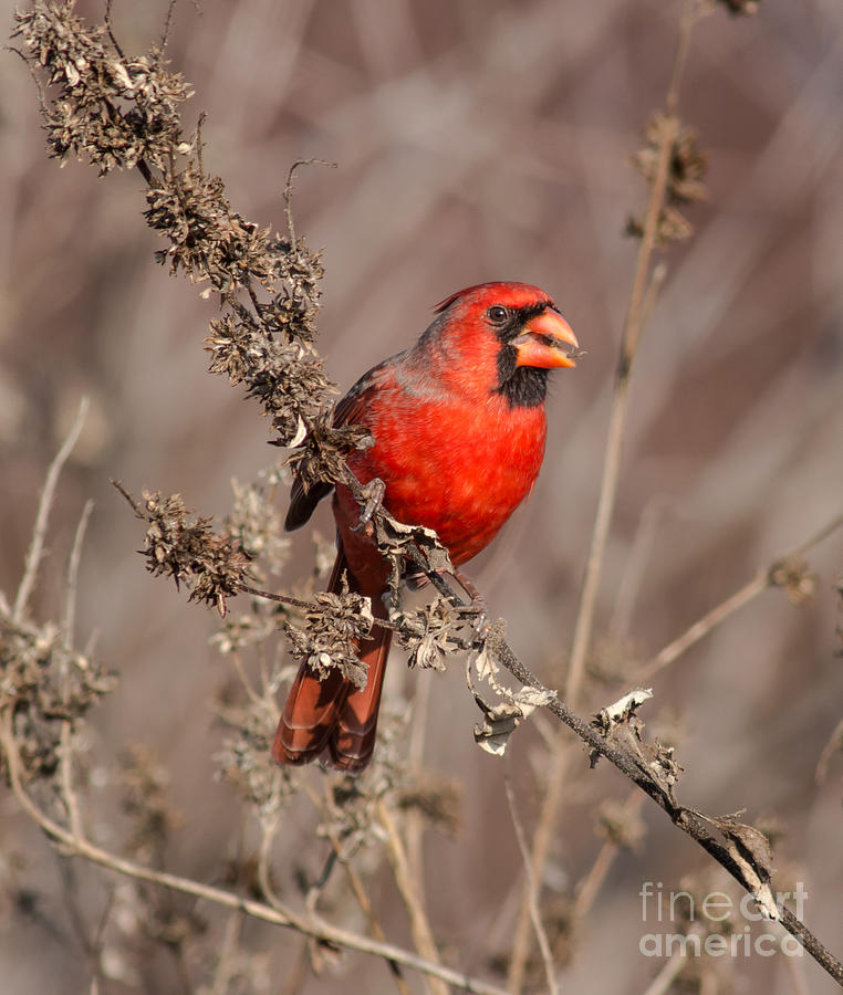 Cardinal Feeds In Weeds Photograph by Robert Frederick
