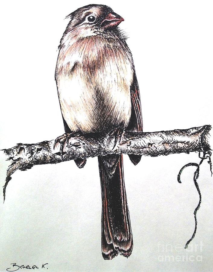Nature Drawing - Cardinal female by Katharina Bruenen