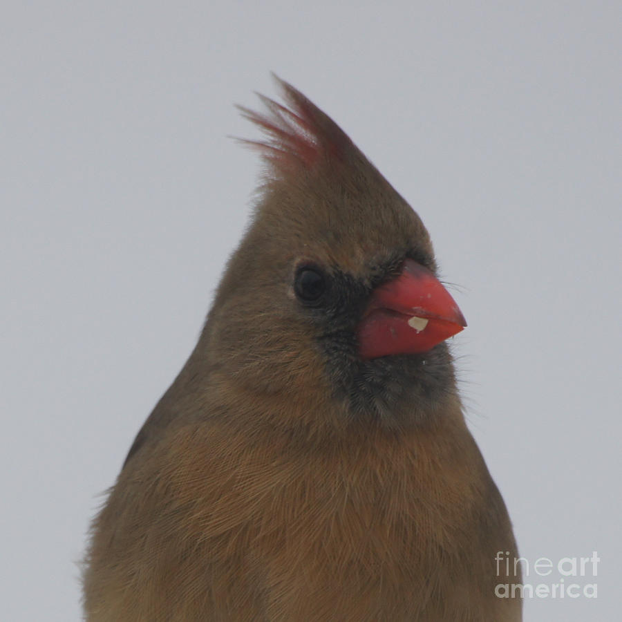 Cardinal Photograph - Cardinal Female - Ready for Spring by Robert E Alter Reflections of Infinity
