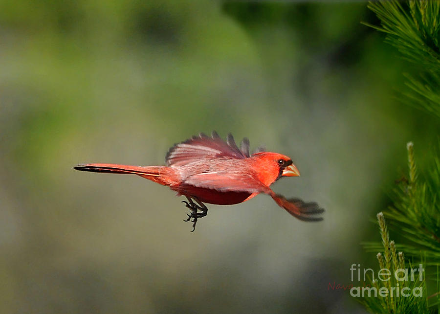 Cardinal Flight Photograph by Nava Thompson