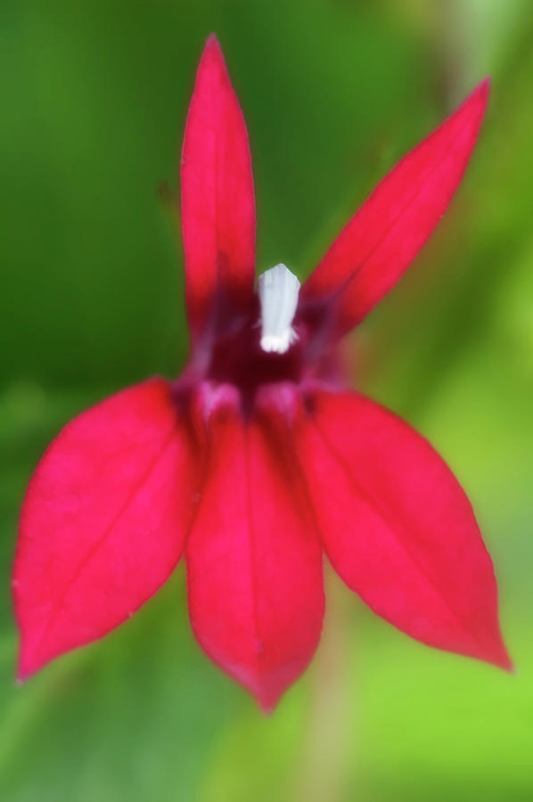Cardinal Flower (lobelia Cardinalis) Photograph by Maria Mosolova/science Photo Library