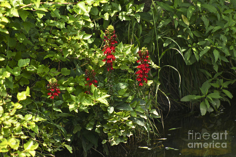 Cardinal Flower Wildflower - Lobelia cardinalis Photograph by Carol Senske