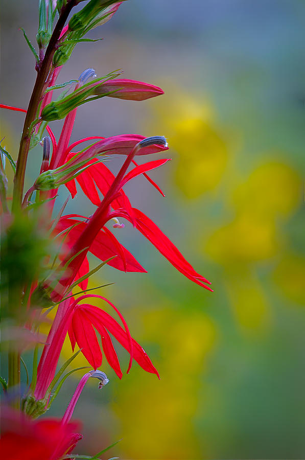 Cardinal Flower with Yellow Iron Weed Photograph by Robert Charity