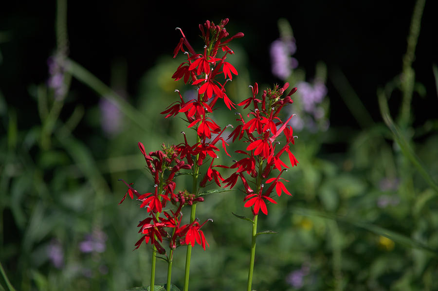 Cardinal Flowers Photograph by Bonfire Photography