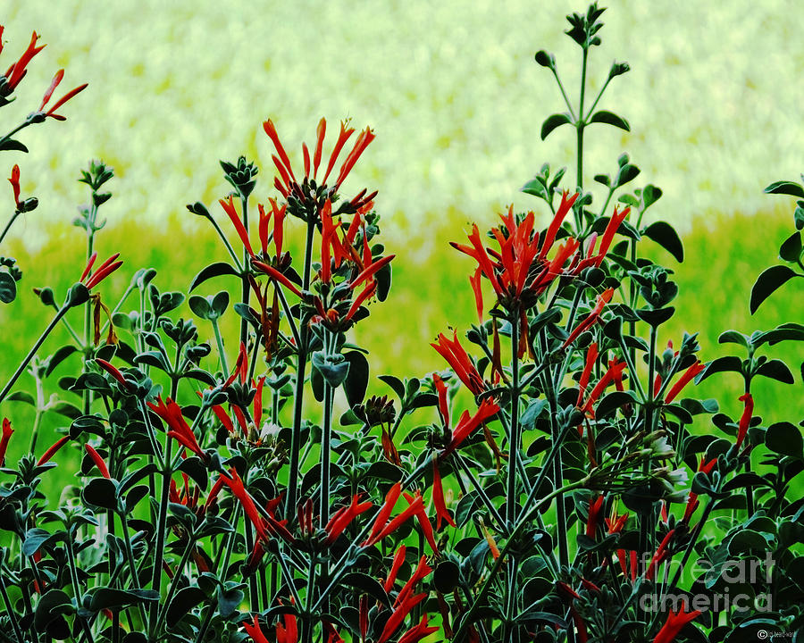 Nature Photograph - Cardinal Flowers by Lizi Beard-Ward