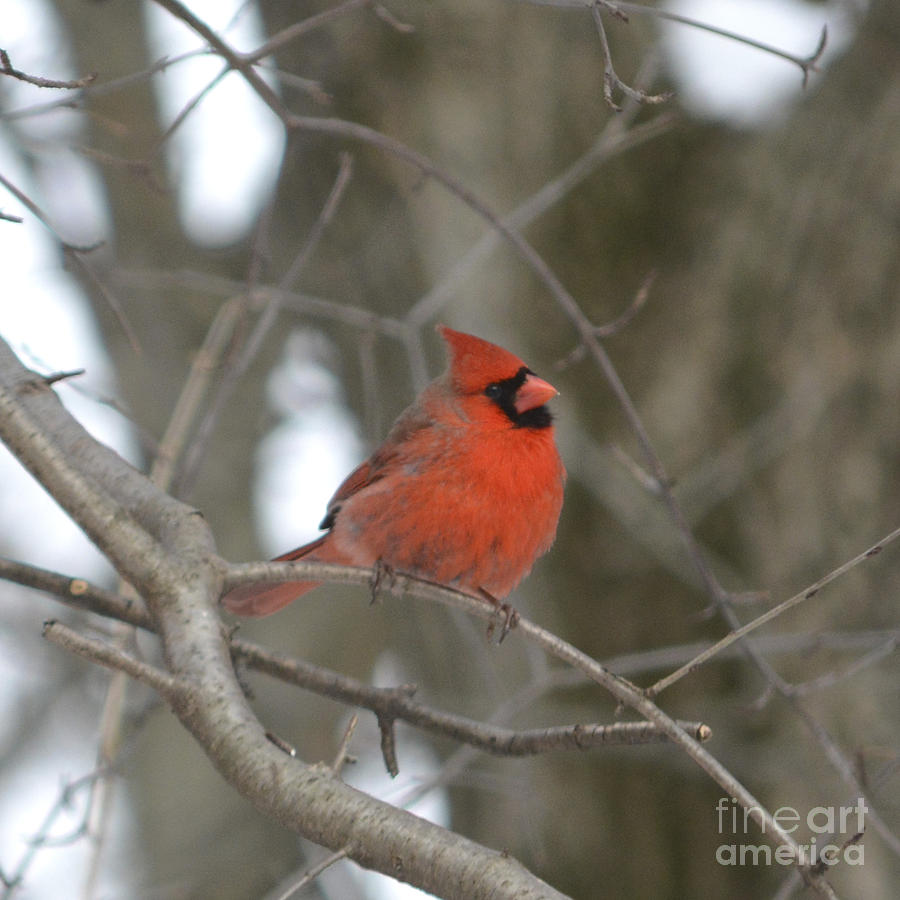 Cardinal Photograph by Forest Floor Photography