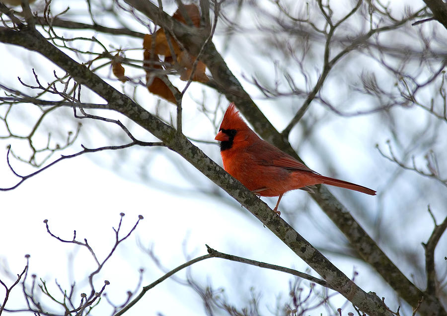 Cardinal Photograph by Gregory Blank